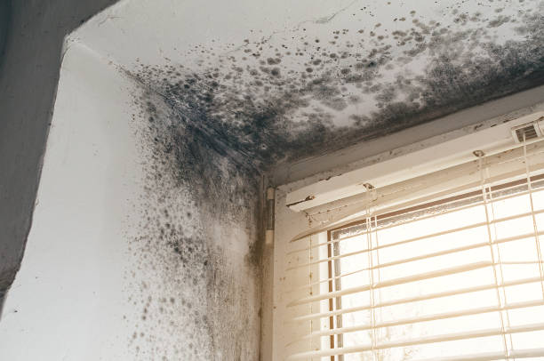 Affordable Mold Testing solutions in Benson, NC