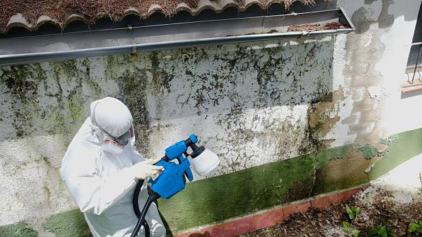 Top rated local Mold Testing specialists in Benson, NC